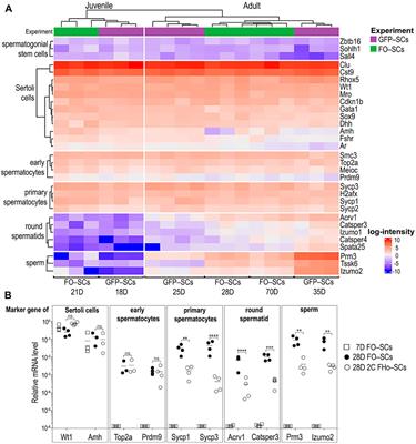 Two complementary approaches for efficient isolation of Sertoli cells for transcriptomic analysis